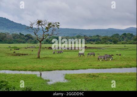 Zèbre des plaines (Equus quagga) et buffle africain ou buffle du Cap (Syncerus caffer) à Little Serengeti, Parc national d'Arusha, Tanzanie, Afrique Banque D'Images