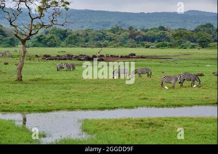 Zèbre des plaines (Equus quagga) et buffle africain ou buffle du Cap (Syncerus caffer) à Little Serengeti, Parc national d'Arusha, Tanzanie, Afrique Banque D'Images