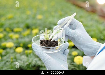 Les mains gantées d'un scientifique contemporain mettant un petit échantillon de semis vert dans un plat de pétri avec un sol fertile Banque D'Images