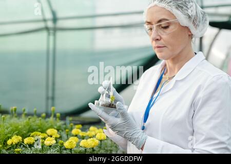 Une femme expérimentée expérimente avec un nouveau type de fleurs et met un échantillon de semis dans un plat de pétri Banque D'Images