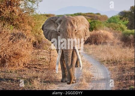 Grand éléphant d'Afrique du Bush (Loxodonta africana) avec de grandes défenses à pied jusqu'à la caméra, Parc national de Tarangire, Tanzanie, Afrique Banque D'Images