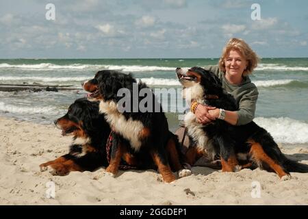 femme avec des chiens de montagne bernois sur la côte de sable ensoleillée regardant la caméra Banque D'Images