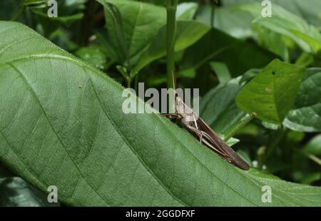 Gros plan d'une sauterelle brune reposant sur une grande feuille verte Banque D'Images