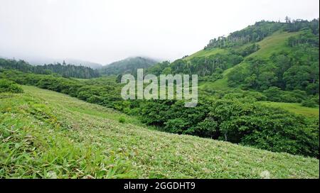 Paysage d'été vert. Île Shikotan en extrême-Orient. Les îles Kouriles. Prairies fleuries. Banque D'Images