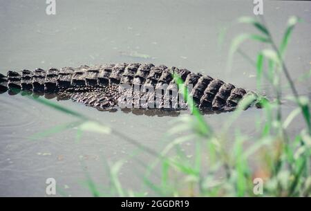 Vue sur le dos d'un crocodile ou alligator paresseux Banque D'Images