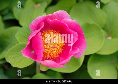 Peonia mascula ssp triternata. Fleur rose unique de la pivoine herbacée vivace, Paeonia mascula ssp triternata. Banque D'Images