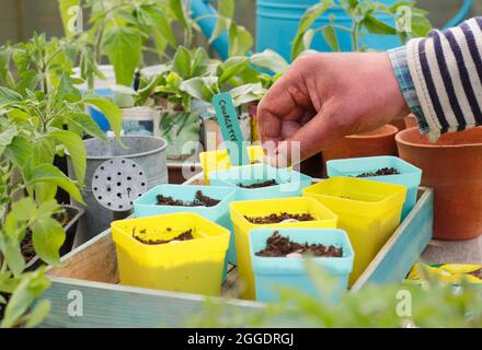 Semailles de courgettes. Semez la courgette « Definder » en plaçant chaque graine sur son bord latéral individuellement dans un pot pour la démarrer au Royaume-Uni Banque D'Images