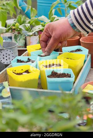 Semailles de courgettes. Semez la courgette « Definder » en plaçant chaque graine sur son bord latéral individuellement dans un pot pour la démarrer au Royaume-Uni Banque D'Images