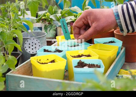 Semailles de courgettes. Semez la courgette « Definder » en plaçant chaque graine sur son bord latéral individuellement dans un pot pour la démarrer au Royaume-Uni Banque D'Images