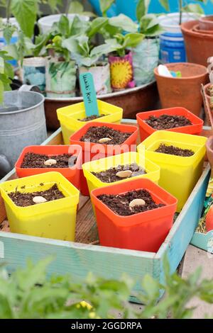 Semis de courge. Semer la courge d'hiver 'Uchiki Kiri' en plaçant chaque graine sur son bord latéral individuellement dans des pots. ROYAUME-UNI Banque D'Images