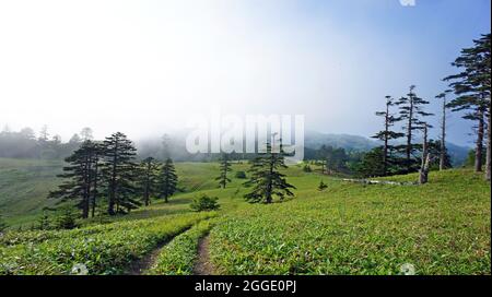 Paysage d'été vert. Île Shikotan en extrême-Orient. Les îles Kouriles. Prairies fleuries. Banque D'Images