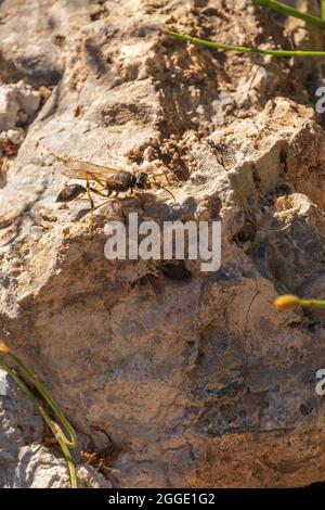 Sceliphron destilatorium, Mud-dauber Wasp Banque D'Images