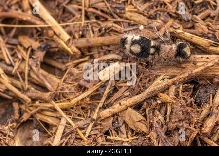 Ronisia barbarula, femelle Velvet Ant Banque D'Images