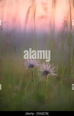 Fleur de Pasque (Pulsatilla vulgaris), peuplement de semences, prairie sèche, Eifel, Rhénanie-du-Nord-Westphalie, Allemagne Banque D'Images