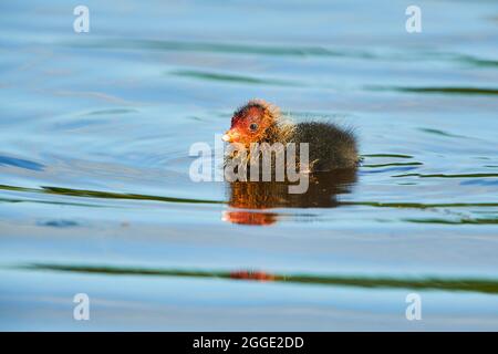 La jeune cuisinière eurasienne (Fulica atra) nageant sur un lac, Bavière, Allemagne Banque D'Images