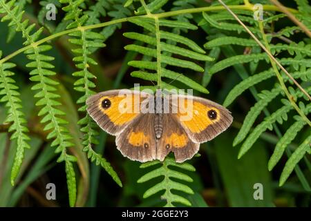 Papillon de gardien (Pyronia tithonus) insecte volant communément appelé Hedge Brown Banque D'Images