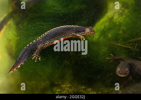 Newt alpin (Ichthyosaura alpestris), photo sous-marine, homme et femme nageant dans l'eau de frai, homme en couleur, Rhénanie-du-Nord-Westphalie Banque D'Images