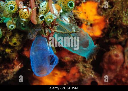 Jupes de mer (Rhopalaea), Pacifique, Bali, détroit de Lembeh, Molukken, Indonésie Banque D'Images