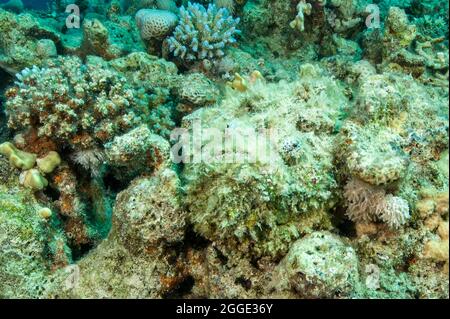 Le corégone de récif (Synanceia verrucosa) est camouflé parmi les coraux de pierre, Mer Rouge, Egypte Banque D'Images