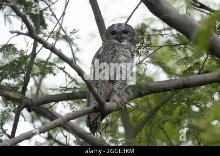 La chouette tachetée, Strix ocellata, est une espèce de grand hibou que l'on trouve en Inde Banque D'Images