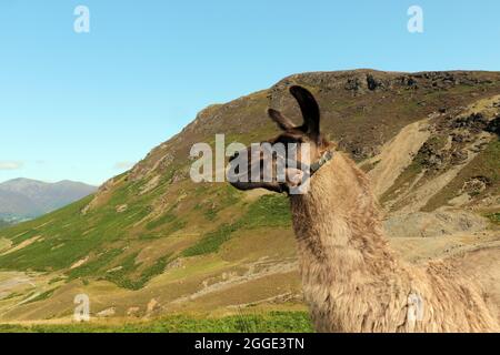 Alpaca en campagne Banque D'Images