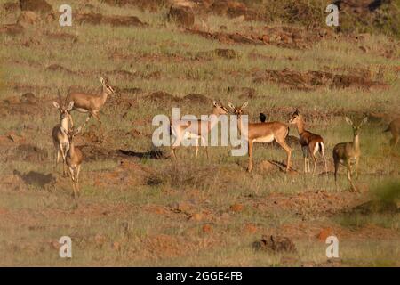 Portrait de famille de Chinkara ou gazelle indienne, Gazella bennettii closeup, Inde Banque D'Images