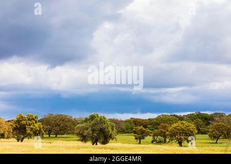 Nuages au-dessus des chênes de Cork (Quercus suber) près de Santu Lusurgiu, Sardaigne, Italie Banque D'Images