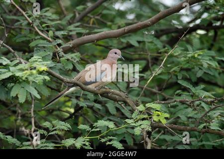 Dove riante, Spilopelia senegalensis un petit pigeon, Inde Banque D'Images