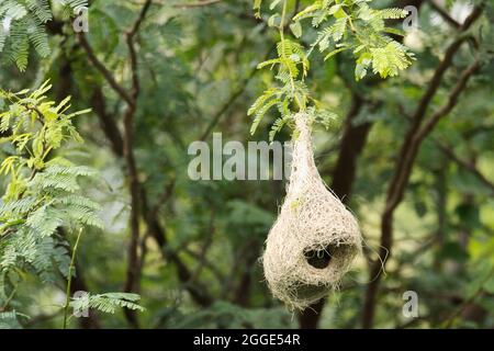 Nid d'oiseau de Baya weaver, Ploceus phippinus Banque D'Images