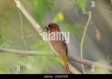 Munia à breasted squameux, Lonchura punctulata, Inde Banque D'Images