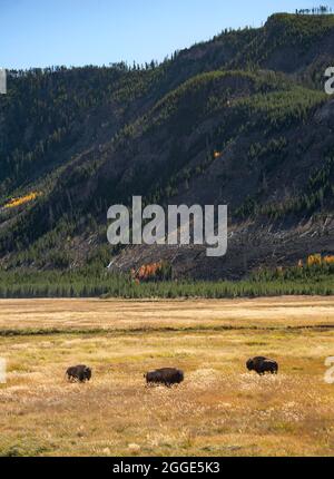 Trois bisons dans les herbes hautes, bison américaine (bisons de bison), parc national de Yellowstone, Wyoming, États-Unis Banque D'Images