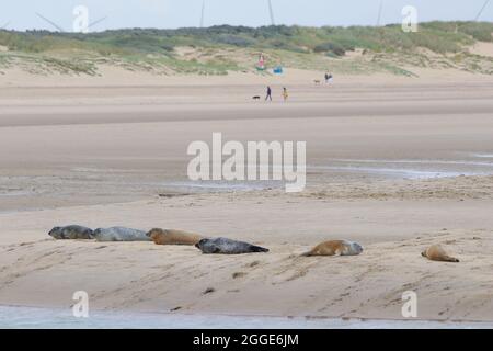 Camber, East Sussex, Royaume-Uni. 31 août 2021. Staycapers séjournant au Camber nous sommes surpris de voir un troupeau de phoques reposer sur la rive de la rivière Rother, au port de Rye. Crédit photo : Paul Lawrenson /Alay Live News Banque D'Images