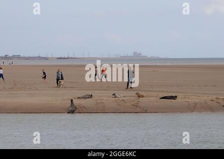 Camber, East Sussex, Royaume-Uni. 31 août 2021. Staycapers séjournant au Camber nous sommes surpris de voir un troupeau de phoques reposer sur la rive de la rivière Rother, au port de Rye. Crédit photo : Paul Lawrenson /Alay Live News Banque D'Images