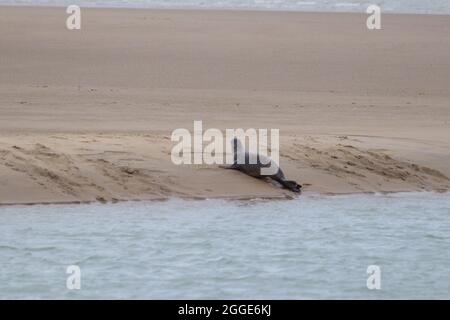 Camber, East Sussex, Royaume-Uni. 31 août 2021. Staycapers séjournant au Camber nous sommes surpris de voir un troupeau de phoques reposer sur la rive de la rivière Rother, au port de Rye. Crédit photo : Paul Lawrenson /Alay Live News Banque D'Images