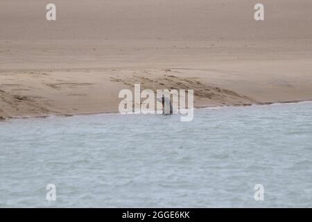 Camber, East Sussex, Royaume-Uni. 31 août 2021. Staycapers séjournant au Camber nous sommes surpris de voir un troupeau de phoques reposer sur la rive de la rivière Rother, au port de Rye. Crédit photo : Paul Lawrenson /Alay Live News Banque D'Images