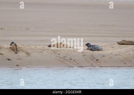 Camber, East Sussex, Royaume-Uni. 31 août 2021. Staycapers séjournant au Camber nous sommes surpris de voir un troupeau de phoques reposer sur la rive de la rivière Rother, au port de Rye. Crédit photo : Paul Lawrenson /Alay Live News Banque D'Images