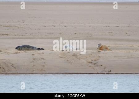 Camber, East Sussex, Royaume-Uni. 31 août 2021. Staycapers séjournant au Camber nous sommes surpris de voir un troupeau de phoques reposer sur la rive de la rivière Rother, au port de Rye. Crédit photo : Paul Lawrenson /Alay Live News Banque D'Images