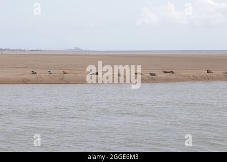 Camber, East Sussex, Royaume-Uni. 31 août 2021. Staycapers séjournant au Camber nous sommes surpris de voir un troupeau de phoques reposer sur la rive de la rivière Rother, au port de Rye. Crédit photo : Paul Lawrenson /Alay Live News Banque D'Images