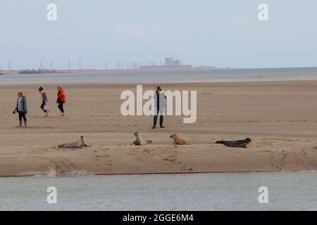 Camber, East Sussex, Royaume-Uni. 31 août 2021. Staycapers séjournant au Camber nous sommes surpris de voir un troupeau de phoques reposer sur la rive de la rivière Rother, au port de Rye. Crédit photo : Paul Lawrenson /Alay Live News Banque D'Images