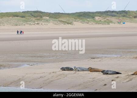 Camber, East Sussex, Royaume-Uni. 31 août 2021. Staycapers séjournant au Camber nous sommes surpris de voir un troupeau de phoques reposer sur la rive de la rivière Rother, au port de Rye. Crédit photo : Paul Lawrenson /Alay Live News Banque D'Images