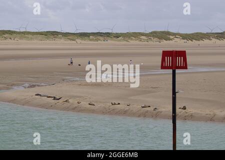 Camber, East Sussex, Royaume-Uni. 31 août 2021. Staycapers séjournant au Camber nous sommes surpris de voir un troupeau de phoques reposer sur la rive de la rivière Rother, au port de Rye. Crédit photo : Paul Lawrenson /Alay Live News Banque D'Images