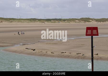 Camber, East Sussex, Royaume-Uni. 31 août 2021. Staycapers séjournant au Camber nous sommes surpris de voir un troupeau de phoques reposer sur la rive de la rivière Rother, au port de Rye. Crédit photo : Paul Lawrenson /Alay Live News Banque D'Images