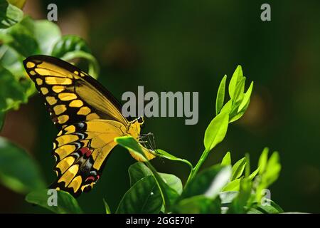 Grand porte-queue (Papilio cresphontes) papillon Banque D'Images