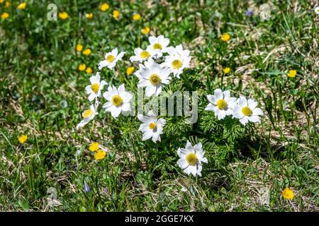 Fleur alpine de pasque (Pulsatilla alpina) dans un pré, Alpes d'Allgaeu, Allgaeu, Bavière, Allemagne Banque D'Images