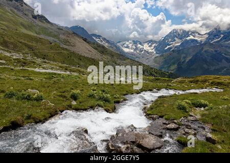 Ascension vers le Duesseldorfer Huette, Thistle alpin (Cirsium spinosissimum) ruisseau de montagne, derrière le massif d'Ortler, près du village de montagne Sulden Banque D'Images