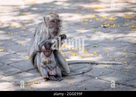 Crabe mangeant macaque (Macaca fascicularis) ou singe Javan, mère et jeune, mangeant des fleurs, Bali, Indonésie Banque D'Images