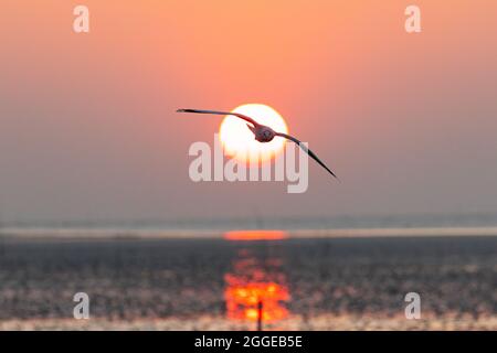 Scène naturelle de mouettes volantes silhouetées au soleil éclatant sur fond flou sur l'horizon marin au lever du soleil. Banque D'Images