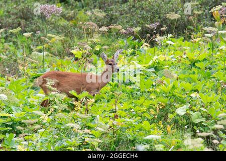 Chèvre roé (Capranolus capranolus) sur prairie montagneuse, Tyrol, Autriche Banque D'Images