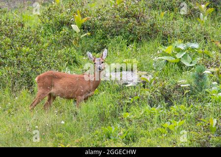 Chèvre roé (Capranolus capranolus) sur prairie montagneuse, Tyrol, Autriche Banque D'Images