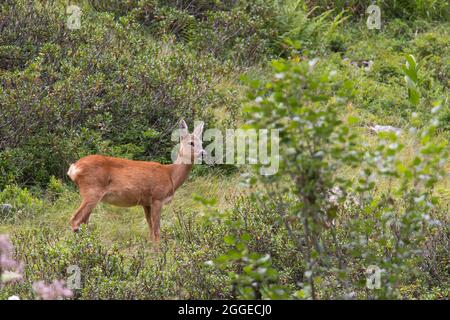 Chèvre roé (Capranolus capranolus) sur prairie montagneuse, Tyrol, Autriche Banque D'Images